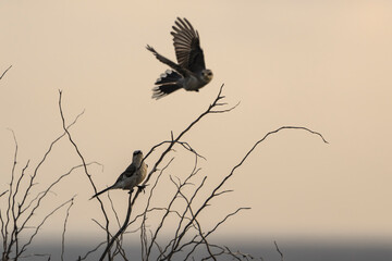 Wildlife Birding: Tropical Mockingbird in the Caribbean