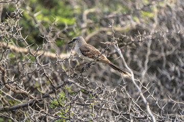 Wildlife Birding: Tropical Mockingbird in the Caribbean