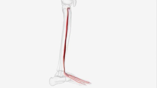 The Extensor hallucis longus (EHL) is a thin muscle, situated between the Tibialis anterior
