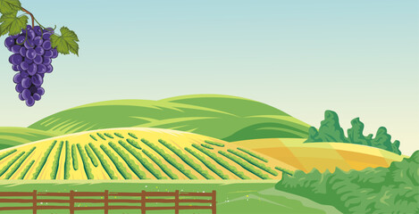 vector vineyard with hills background, with bright clouds and beautiful view 