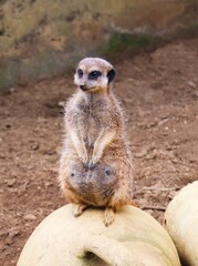 Pregnant meerkat sits on a pot. Suricata suricatta.