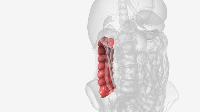 The ascending colon is the first section of the colon