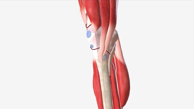 The patellar tendon is the distal portion of the common tendon of the quadriceps femoris