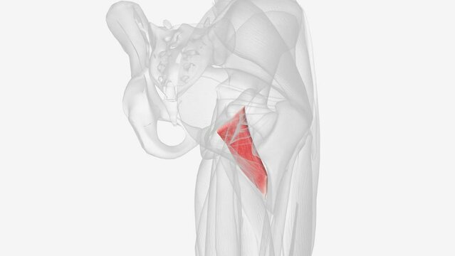 Pectineus is a short quadrangular muscle extending from the pubis to the area just below the lesser trochanter of femur