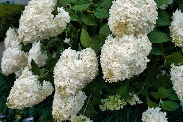 White Hydrangea Hortensia flower,arborescens Annabelle