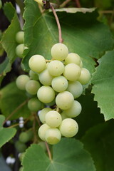 bunch of grapes
