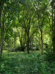 Trees with green leves and house in forest, Rainforest full of lush vegetation and tree, Thailand