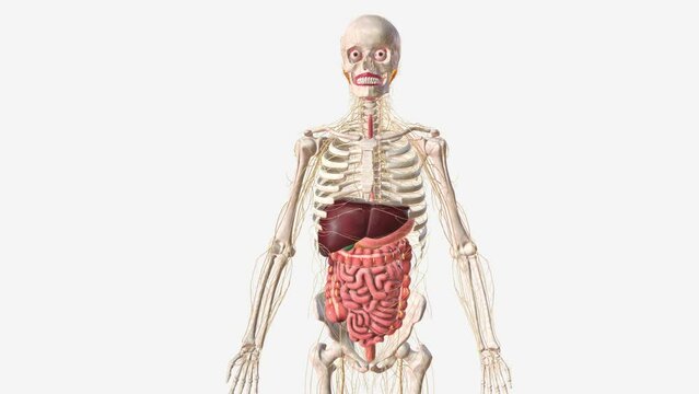 Digestive system and Nerveus System