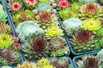 Fototapeta premium Top view. Collection of succulents in pots. Minimalistic home interior with composition of cactus and succulents . Stylish concept of home garden.