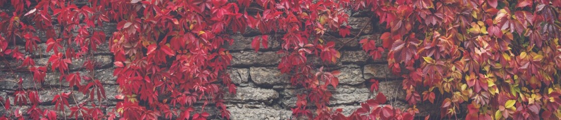 Background of the old stone wall covering by ivy with red leaves.