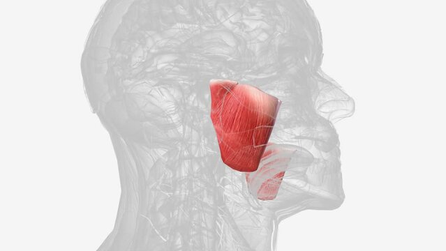 The masseter is one of the muscles of mastication