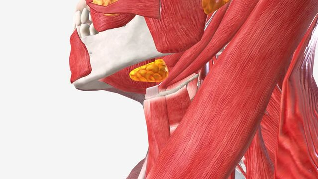 The parotid glands are salivary glands that sit just in front of the ears