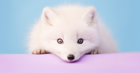 Creative animal concept. Artic Fox peeking over pastel bright background. advertisement, banner, card. copy text space. birthday party invite invitation