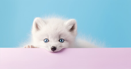 Creative animal concept. Artic Fox peeking over pastel bright background. advertisement, banner, card. copy text space. birthday party invite invitation