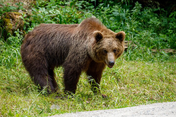 European Brown Bear in the Carpathians of Romania