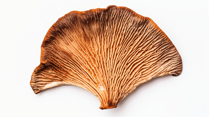 Dried boletus slice isolated on white top view