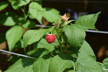 strawberry in the garden