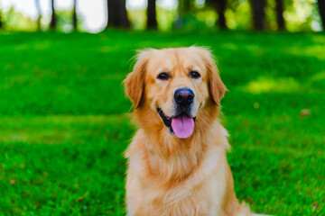 Portrait of Golden labrador dog sitting on the grass against the background of a green forest.Summer day.Closeup.