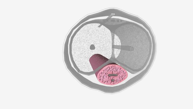 A column of spongy tissue that runs through the shaft (body) and glans (head) of the penis