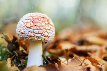 Enchanting Explorations: The Captivating Realm of Mushrooms