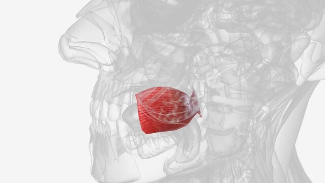 The buccinator muscle plays an active role along with the orbicularis oris