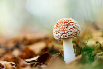 Enchanting Explorations: The Captivating Realm of Mushrooms