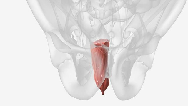 Your rectum is at the end of your colon and on the other side of your anal canal