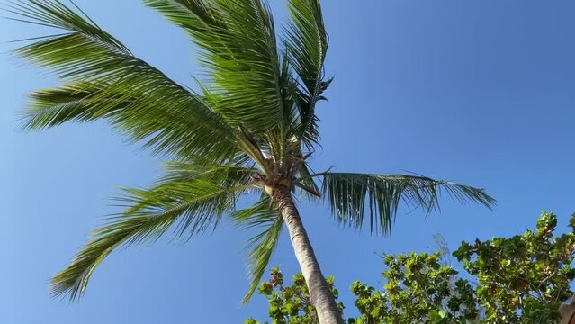 Coconut palm tree top against a clear blue sky