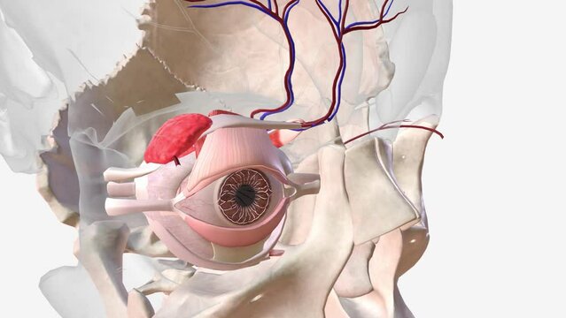 The veins that bring blood to the vessels in your eyes are called periorbital veins .