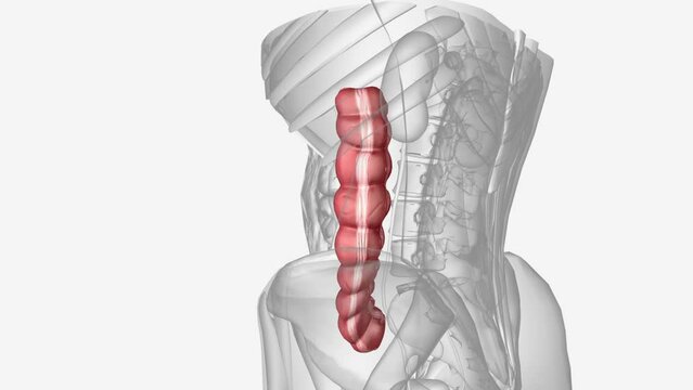 The descending colon is approximately 25 cm long and extends from the splenic flexure down to the pelvic brim