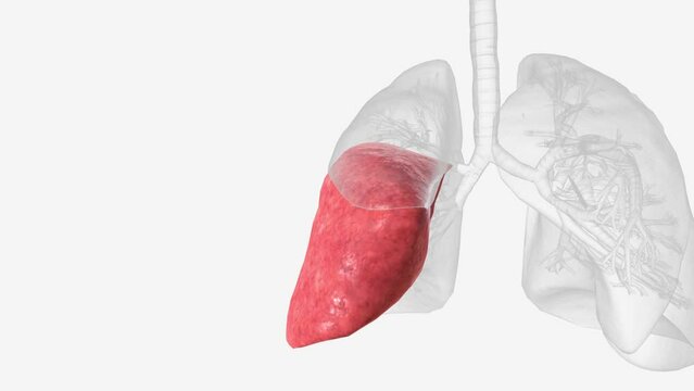 The right middle lobe (RML) or simply the middle lobe is one of three lobes in the right lung .