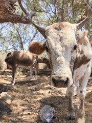 closeup cow animal in the cattle ranch farm