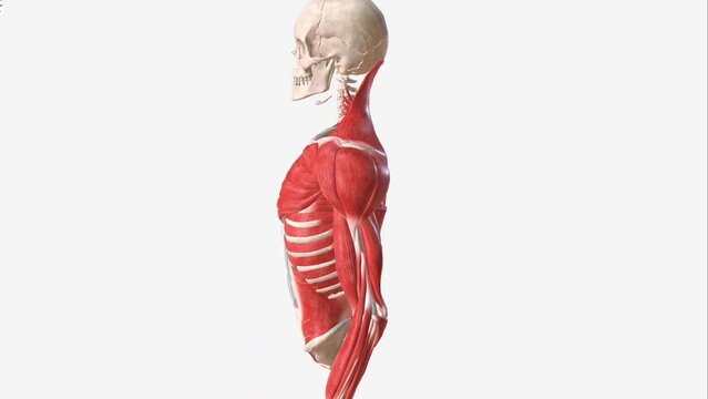 The muscles of the upper limb can be divided into 6 different regions: pectoral, shoulder, upper arm, anterior forearm