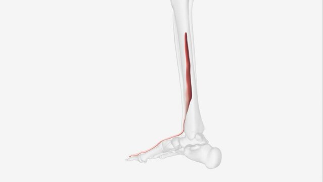 Right extensor digitorum longus 3d medical