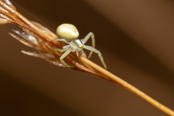 Araignée crabes blanche sur une branche de graminée