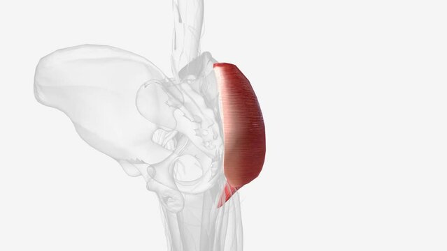 The gluteus maximus is the most superficial and largest of the three muscles
