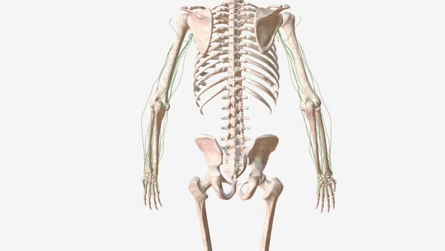 Lymphatics of upper limb 3d medical