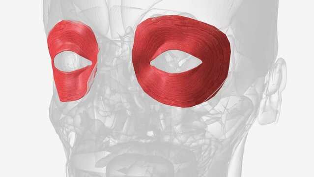 The orbicularis oculi is a muscle in the face that closes the eyelids