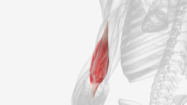 The brachialis (brachialis anticus), also known as the Teichmann muscle, is a muscle in the upper arm that flexes the elbow
