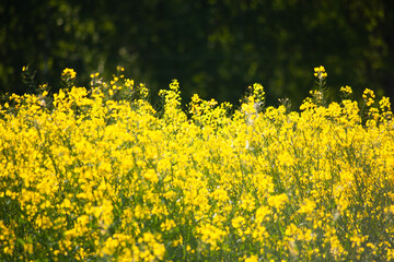 Beautiful natural landscape. Rural landscape. Yellow rapeseed field against the backdrop of a green forest. Processing of agricultural fields of rapeseed. Natural background.