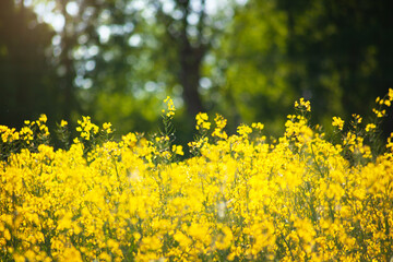 Beautiful natural landscape. Rural landscape. Yellow rapeseed field against the backdrop of a green forest. Processing of agricultural fields of rapeseed. Natural background.