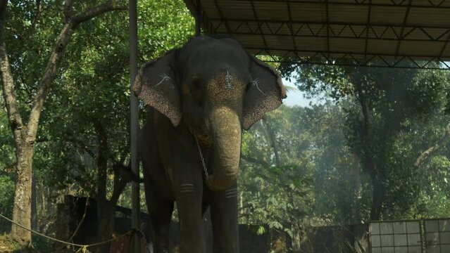 The sacred painted elephant of Shiva poses against the backdrop of the jungle in Kerala. Indian holy animal. Cinematic 4k footage.