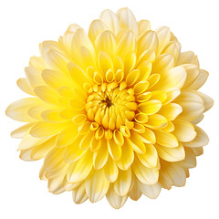Yellow chrysanthemum. Flower on a white isolated background. For design. Closeup. Nature.