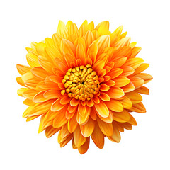 Yellow, Orange chrysanthemum. Flower on a white isolated background. For design. Closeup. Nature.