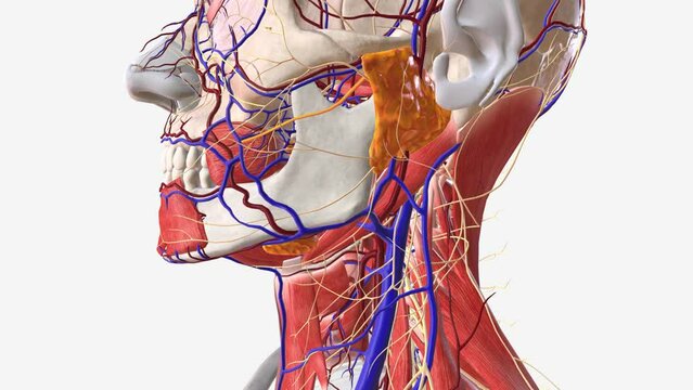 The parotid glands are salivary glands that sit just in front of the ears