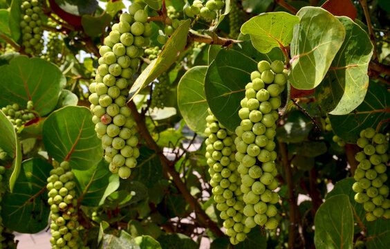 Coccoloba uvifera or Seagrape, Baygrape tropical plant with fruits close up in the garden of  Tenerife, Canary Islands, Spain.Selective focus.
