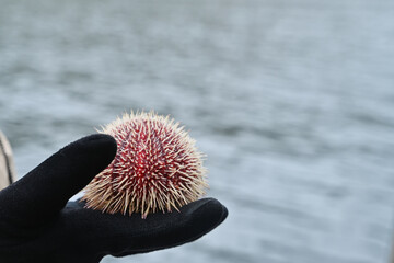 A large European edible sea urchin Echinus esculentus is held by a human hand in black gloves....