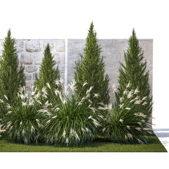 garden trees thuja cypress spruce pine miscanthus on a white background