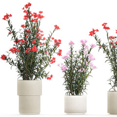  Beautiful plants with red Nerium oleander flowers in pots on a white background