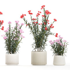  Beautiful plants with red Nerium oleander flowers in pots on a white background